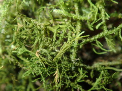 Thuidiopsis