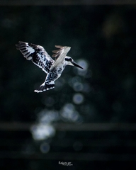 Ceryle rudis travancoreensis