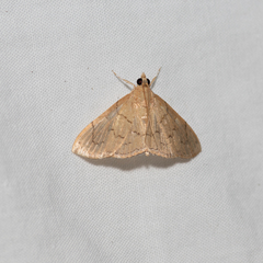 Hyalobathra crenulata