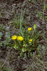 Taraxacum polozhiae