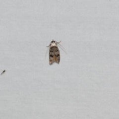 Scatochresis innumera