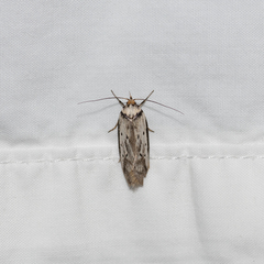 Philobota thiocrossa