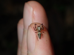 Opisthoncus abnormis