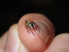 Opisthoncus abnormis