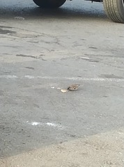 Passer domesticus