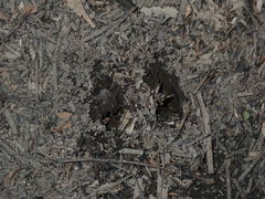 Rusa timorensis
