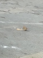 Passer domesticus