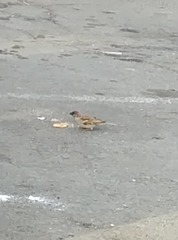 Passer domesticus