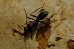 Camponotus ephippium
