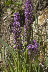 Dactylorhiza umbrosa