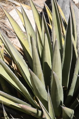 Agave gracilipes