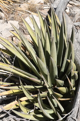 Agave gracilipes