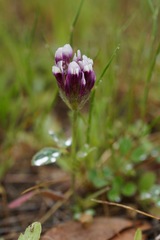 Trifolium dichotomum