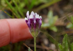 Trifolium dichotomum