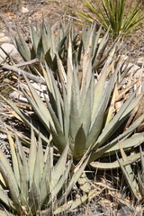 Agave gracilipes