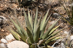 Agave gracilipes