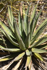 Agave gracilipes