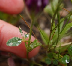 Trifolium dichotomum