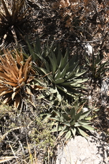 Agave gracilipes