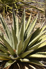 Agave gracilipes
