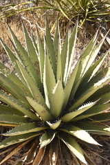 Agave gracilipes