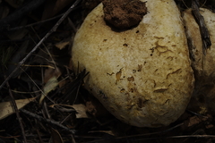 Camponotus ephippium