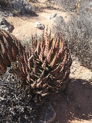 Aloe melanacantha