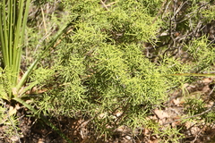 Choisya dumosa