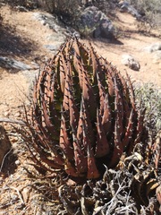 Aloe melanacantha