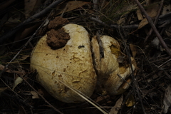 Camponotus ephippium