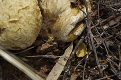 Camponotus ephippium