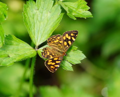 Oreixenica kershawi