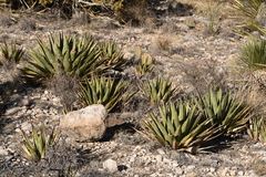 Agave gracilipes
