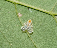 Saccharodite chrysonoe