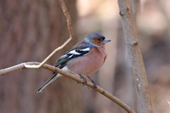 Fringilla coelebs