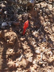 Haemanthus unifoliatus