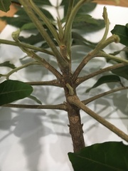 Flindersia xanthoxyla