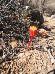 Haemanthus unifoliatus