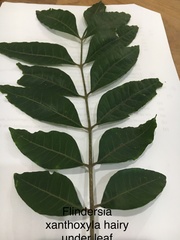 Flindersia xanthoxyla