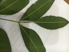 Flindersia xanthoxyla