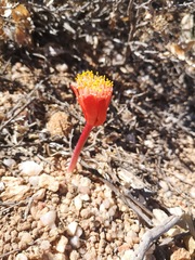 Haemanthus unifoliatus