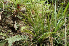 Carex sociata