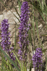Dactylorhiza umbrosa