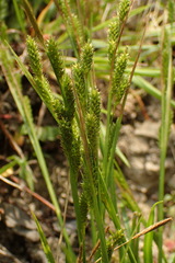 Carex sociata