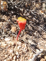 Haemanthus unifoliatus