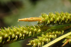 Carex sociata