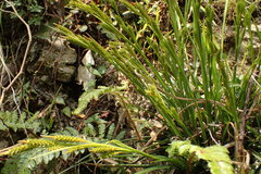 Carex sociata