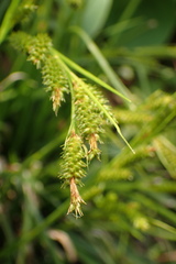 Carex sociata