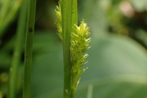 Carex sociata Boott