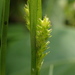 Carex sociata - Photo (c) 王錦堯（Ong Jin Yao）, some rights reserved (CC BY-NC), uploaded by 王錦堯（Ong Jin Yao）